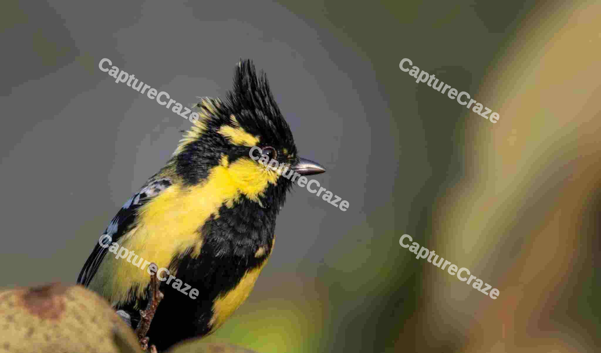 Himalayan black-Lored Tit
